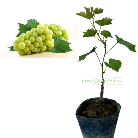 CÂY GIỐNG NHO XANH