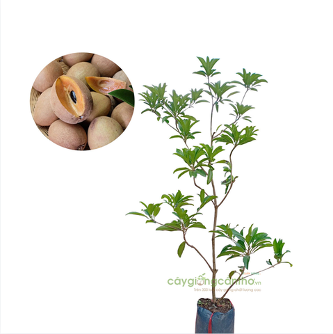CÂY GIỐNG SAPOCHE
