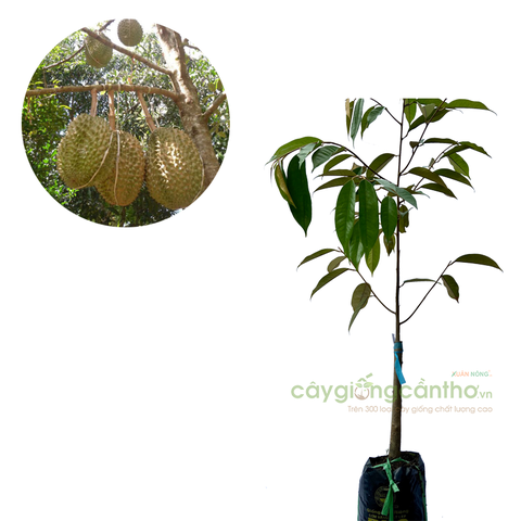 CÂY GIỐNG SẦU RIÊNG THÁI LAN
