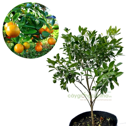 CÂY GIỐNG TẮC BÁNH XE