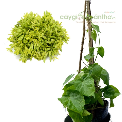 CÂY GIỐNG THIÊN LÝ