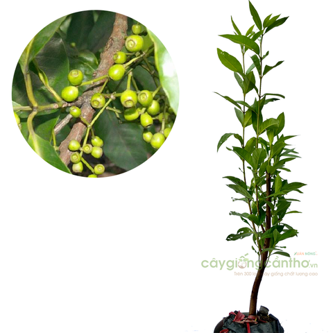 CÂY GIỐNG LÁ VỐI