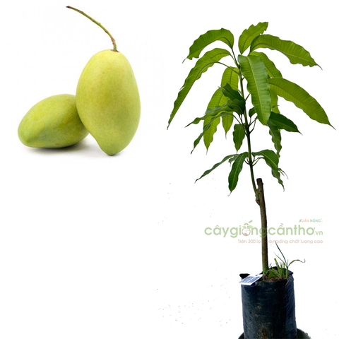 CÂY GIỐNG XOÀI CÁT