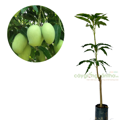 CÂY GIỐNG XOÀI TỨ QUÝ