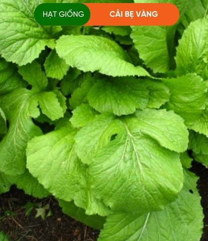Hạt giống cải bẹ vàng
