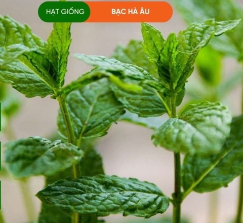 HẠT GIỐNG BẠC HÀ ÂU