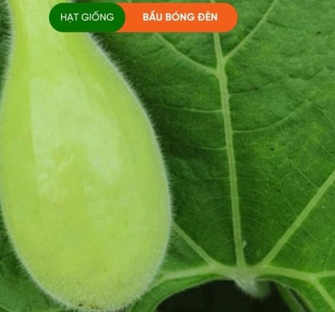 HẠT GIỐNG BẦU BÓNG ĐÈN