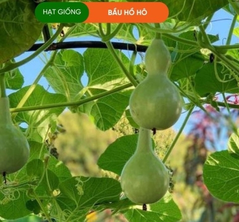 HẠT GIỐNG BẦU HỒ LÔ
