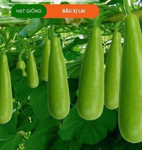 HẠT GIỐNG BẦU XỊ LAI