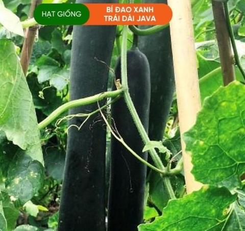 HẠT GIỐNG BÍ ĐAO XANH TRÁI DÀI JAVA