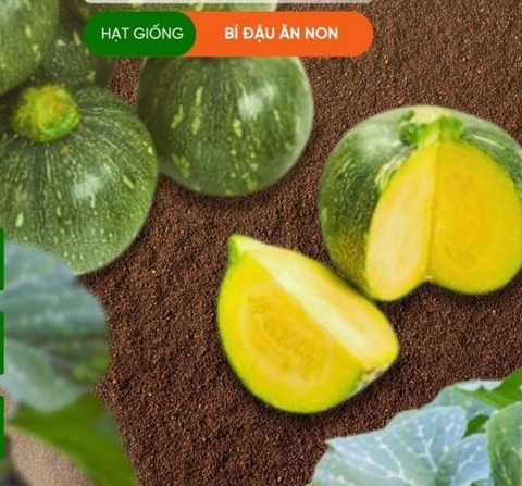 HẠT GIỐNG BÍ ĐẬU ĂN NON