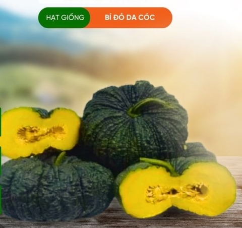 HẠT GIỐNG BÍ ĐỎ DA CÓC