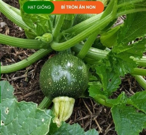 HẠT GIỐNG BÍ NGÒI ĂN NON