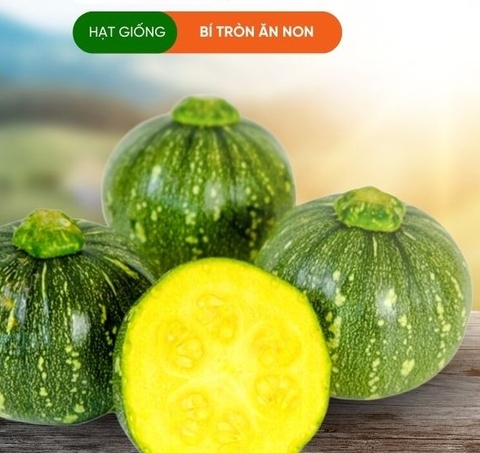 HẠT GIỐNG BÍ TRÒN ĂN NON