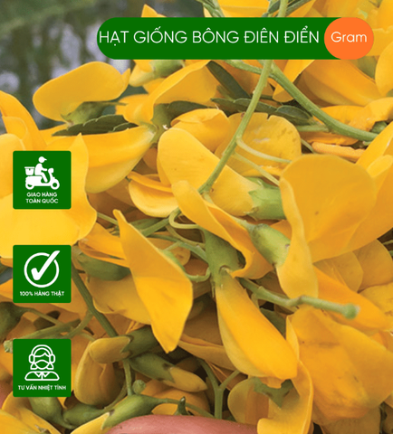 Hạt giống bông điên điển