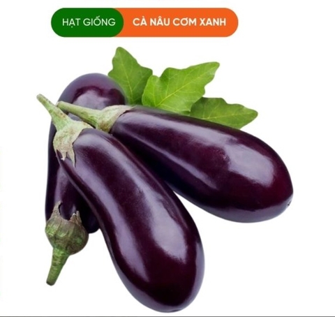 HẠT GIỐNG CÀ NÂU CƠM XANH