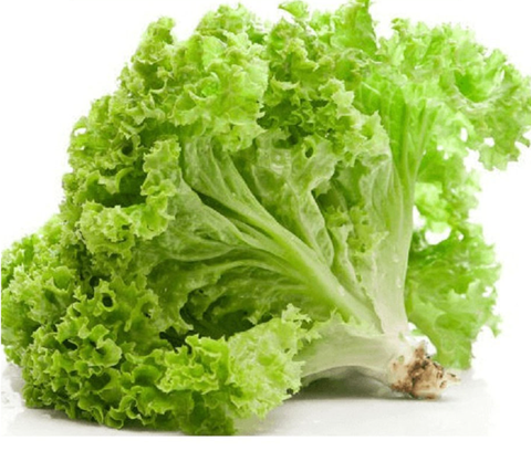 Hạt giống xà lách xoăn