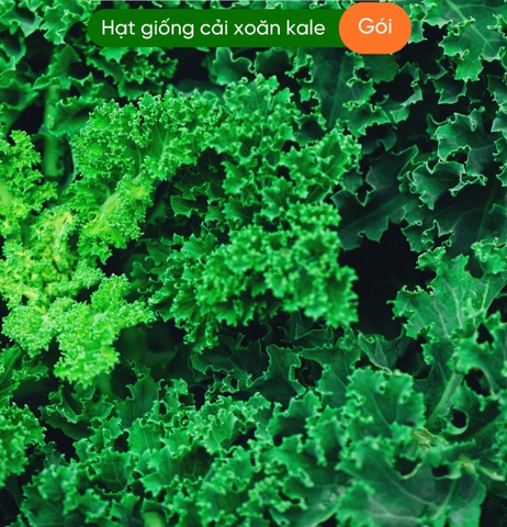 Hạt giống cải xoăn kale