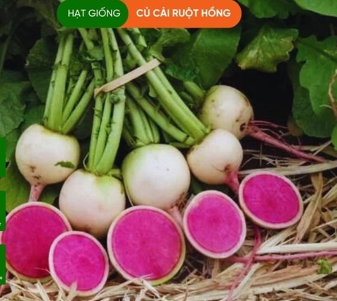 HẠT GIỐNG CỦ CẢI RUỘT HỒNG