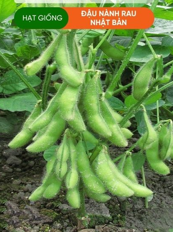 Hạt giống đậu nành rau nhật