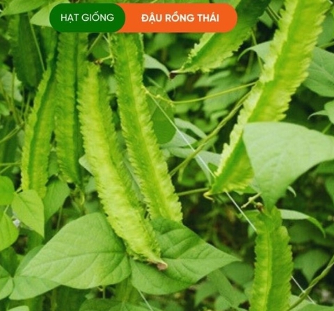 HẠT GIỐNG ĐẬU RỒNG THÁI