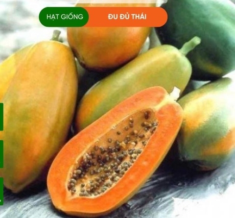 HẠT GIỐNG ĐU ĐỦ THÁI