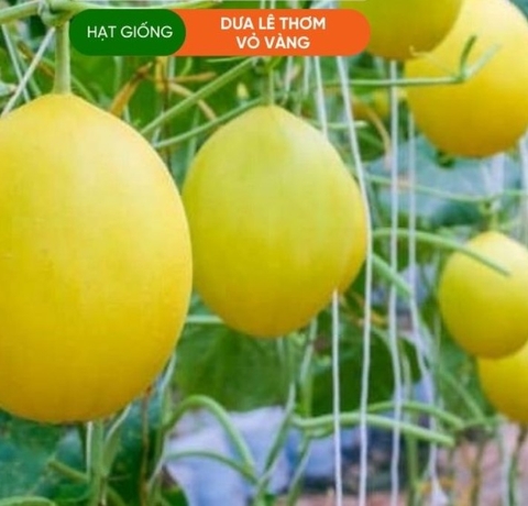 HẠT GIỐNG DƯA LÊ HOÀNG KIM
