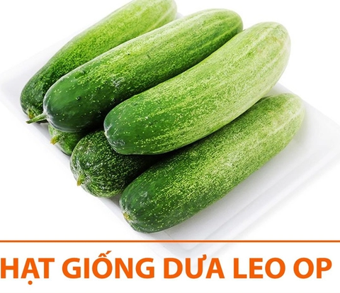 Hat giống dưa leo op