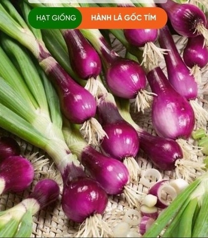 HẠT GIỐNG HÀNH LÁ GỐC TÍM