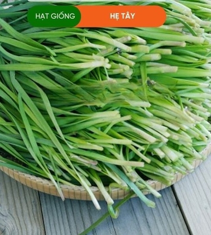 HẠT GIỐNG HẸ TÂY