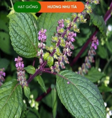 HẠT GIỐNG HƯƠNG NHƯ TÍA