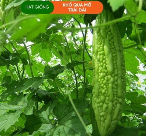 HẠT GIỐNG KHỔ QUA MỠ TRÁI DÀI