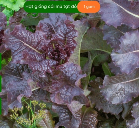 HẠT GIỐNG MÙ TẠT ĐỎ