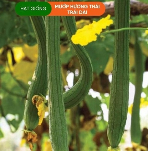 HẠT GIỐNG MƯỚP HƯƠNG THÁI TRÁI DÀI
