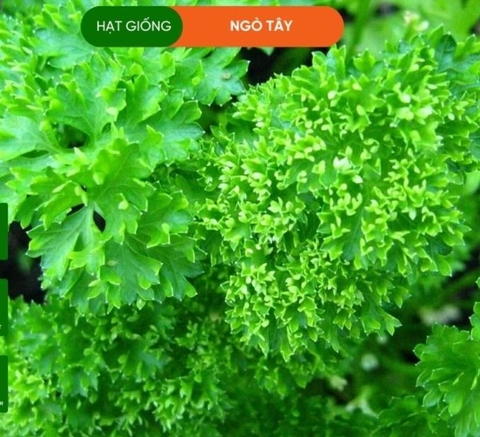 HẠT GIỐNG NGÒ TÂY