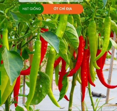 HẠT GIỐNG ỚT CHỈ ĐỊA LAI