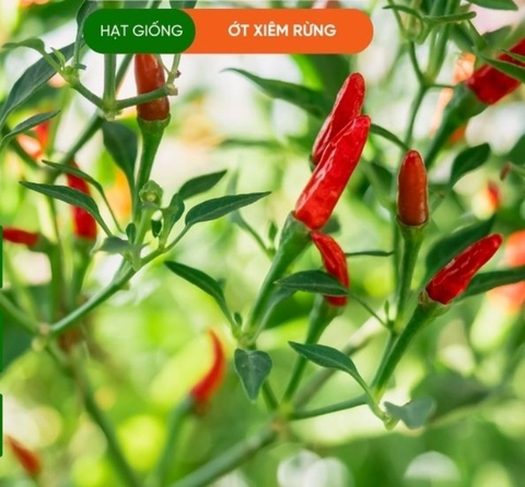 HẠT GIỐNG ỚT XIÊM RỪNG