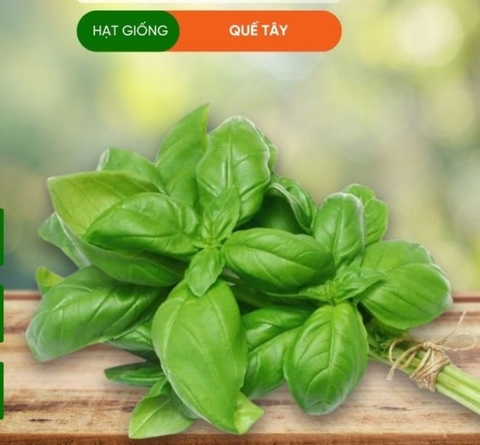 HẠT GIỐNG RAU QUẾ TÂY