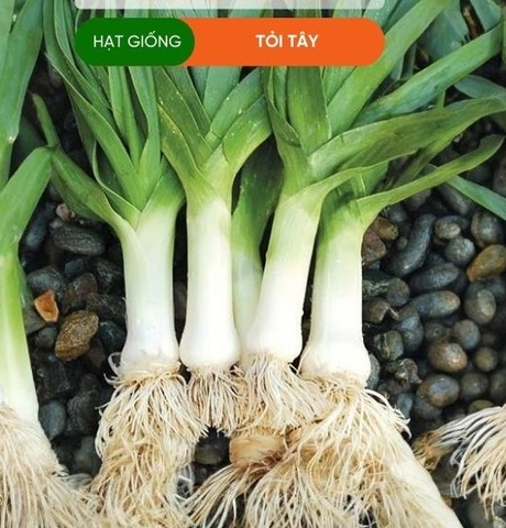 HẠT GIỐNG TỎI TÂY