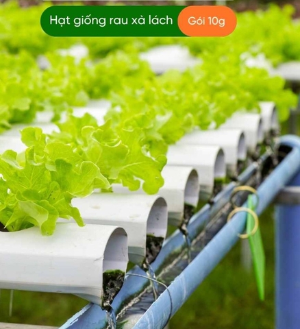 HẠT GIỐNG XÀ LÁCH