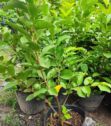 CÂY GIỐNG ỔI NỮ HOÀNG