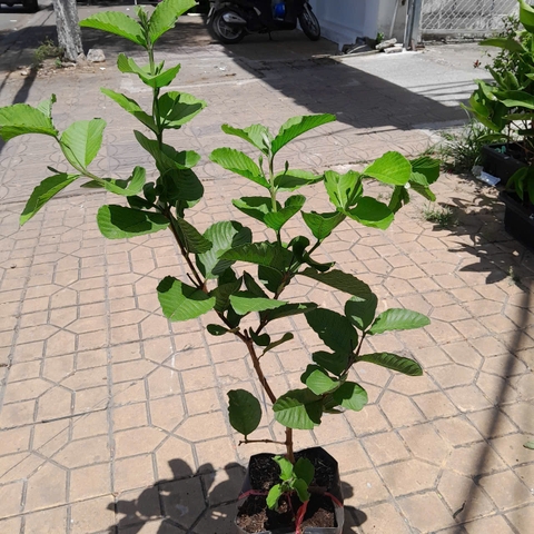 CÂY ỔI RUBY