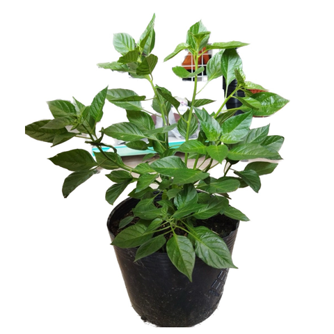 Cây giống ớt peru