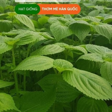 Hạt giống lá mè Hàn Quốc