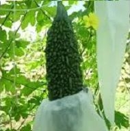 TÚI BAO TRÁI 15 x 35