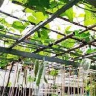 TÚI BAO TRÁI CÂY 15 x 50