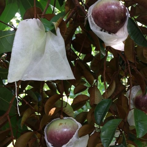 TÚI BAO TRÁI 18 x 20