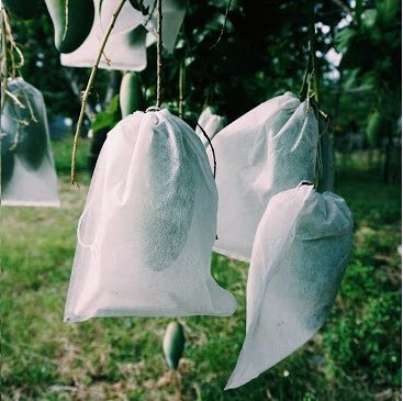 TÚI BAO TRÁI 22 x 28