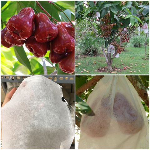 TÚI BAO TRÁI 25 x 30