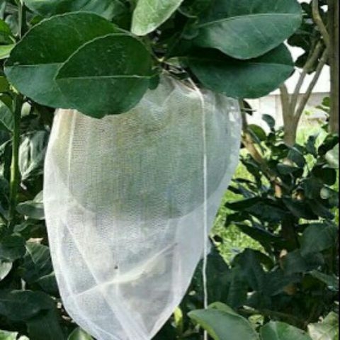 TÚI BAO TRÁI 30 x 35